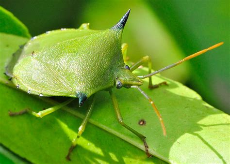 Spined Citrus Bug - Biprorulus bibax