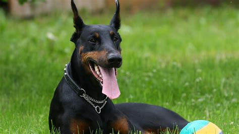 **HD Wallpaper of a Playful Doberman Pinscher in the Grass**