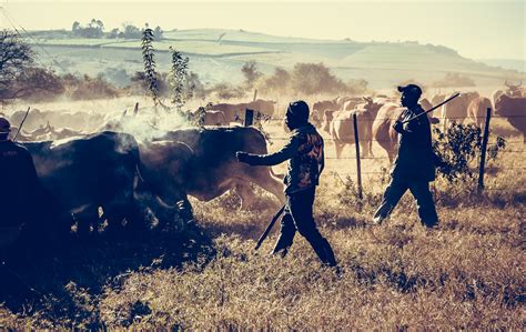 Farming Cattle – Lianne Ashton Photography