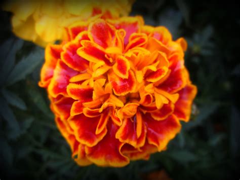 marigold | Flowers, Rose, Plants