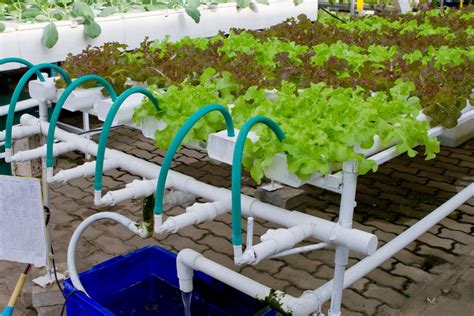 What Is A Hydroponic Pump And Why It’s Important - The Hydroponics Guru