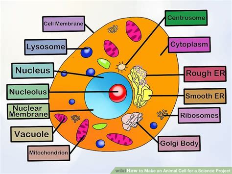 4 Ways to Make an Animal Cell for a Science Project - wikiHow | Animal ...