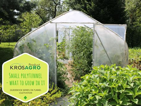 Pin on Grow in polytunnel