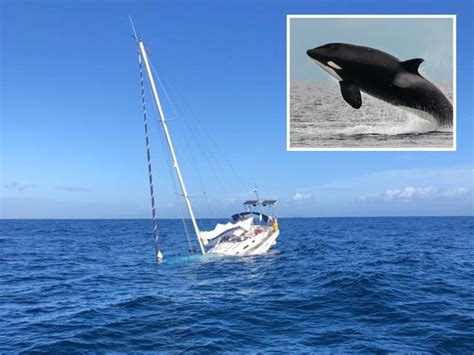 Mystery Orca Attacks Sink Another Boat