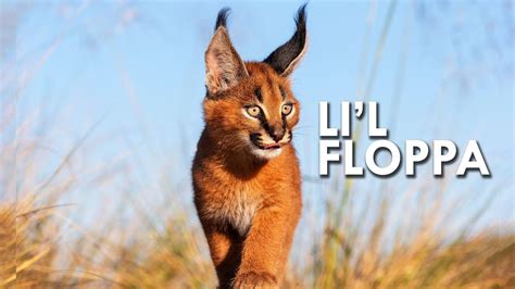 Caracal: King of the Flop - YouTube