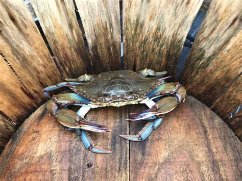 Blue Crab Winter Dredge Survey Results | PropTalk