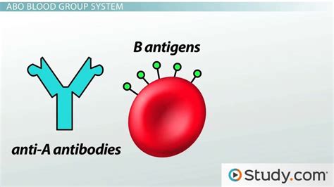 Blood Types: ABO System, Red Blood Cell Antigens & Blood Groups - Lesson | Study.com