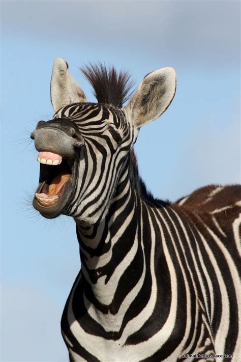 Laughing Zebra | Zebra pictures, Cute animals, Animals