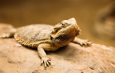 12 Fascinating Facts About The Desert Horned Lizard - Tourism Teacher