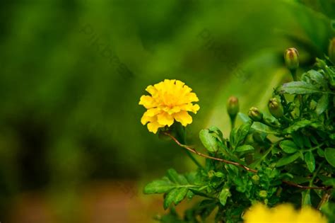 Marigold Flower Petal Photography Illustration Plant | PSD Free ...