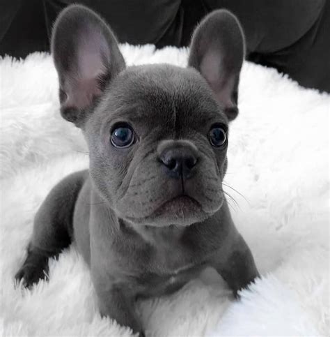 french bulldog | French bulldog puppies, Bulldog puppies, Super cute puppies