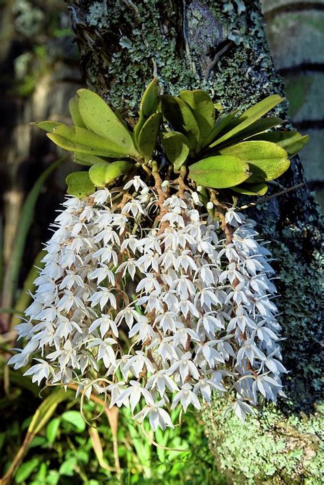 Epiphytic Orchid Photograph by Philippe Psaila/science Photo Library ...