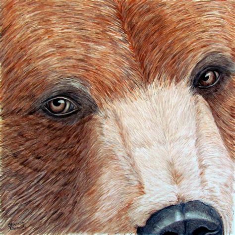 "Brown Bear Eyes" by ShannonClements | Redbubble