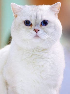 British Shorthair Cat Breed Information & Characteristics