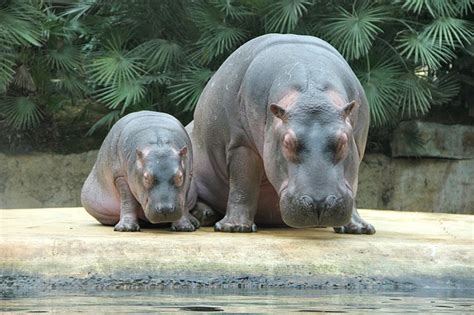 113 Funny and Cute Hippo Names - Animal Hype