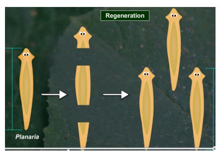 a Explain the process of regeneration in Planaria.b How is regeneration ...