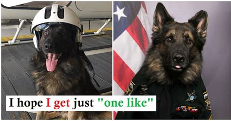 Specific K9 officer poses in complete uniform for his new ID badge ...