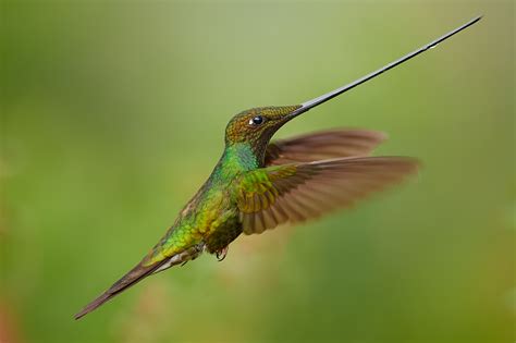 The Sword-Billed Hummingbird: A Knight of the Andes