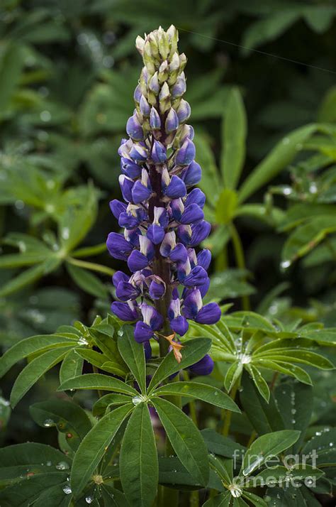 Purple Lupine Photograph by Mandy Judson - Fine Art America