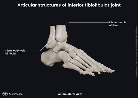 Inferior tibiofibular joint | Encyclopedia | Anatomy.app | Learn anatomy | 3D models, articles ...