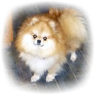 Pomeranian Color Changes | Pomeranian colors, Pomeranian, Red pomeranian