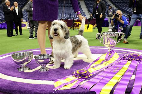 Buddy Holly' makes history, wins top prize at Westminster Dog Show ...