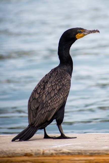 Cabo Wildlife Tour - Cabo Trek