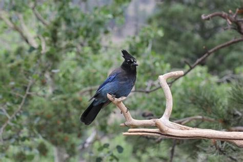 The Wildlife of Bryce Canyon National Park - Animals Network