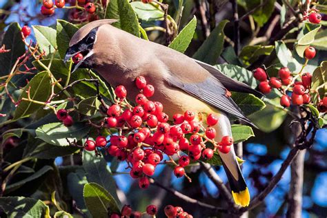 Fruit-Bearing Trees That Attract Birds