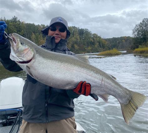 Michigan Weekly DNR Salmon Fishing Report | Manistee River Tippy Dam