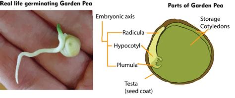 Peanut Seed Anatomy - Bank2home.com