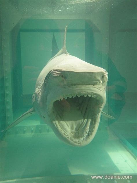 Damien Hirst's Shark | Damien hirst, Hirst, Shark