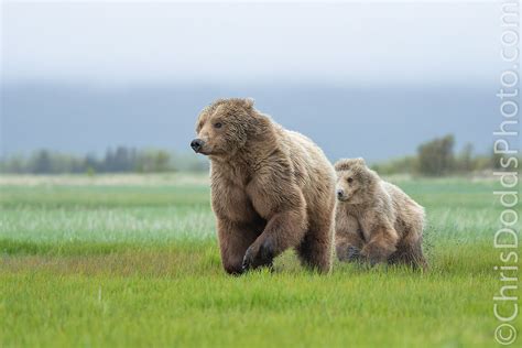 Grizzly bear mother and cub running — Nature Photography Blog