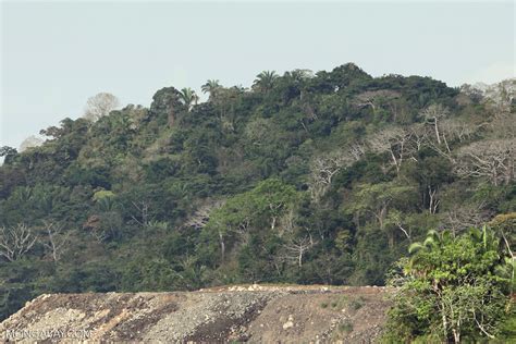 Forest clearing along the Panama Canal [panama_0059]