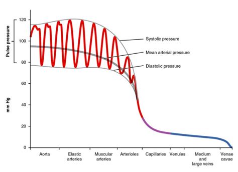 Blood Flow, Blood Pressure, and Resistance | Anatomy and Physiology II