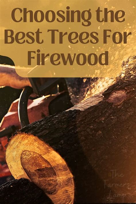 Choosing The Best Trees For Firewood • The Farmer's Lamp