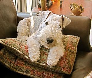 McDuff and his Favorite Pillow | Gloria Manna | Flickr