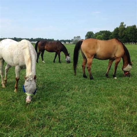 Horse breeding farm moves in different direction | News | pjpnewspapers.com