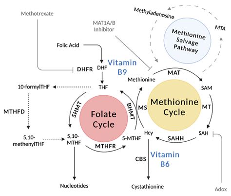 Metabolites | Free Full-Text | Simplifying the B Complex: How Vitamins B6 and B9 Modulate One ...