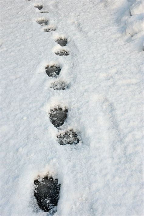 bear track in snow - note the claws are still visible Bear Tracks, Bigfoot Sasquatch, The Claw ...