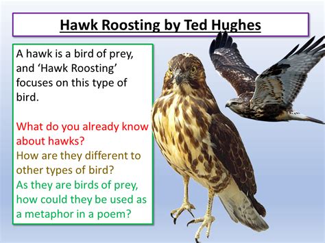 Hawk Roosting by Ted Hughes | Teaching Resources