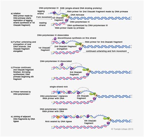 Model - Dna Replication In Eukaryotes Steps - 700x719 PNG Download - PNGkit