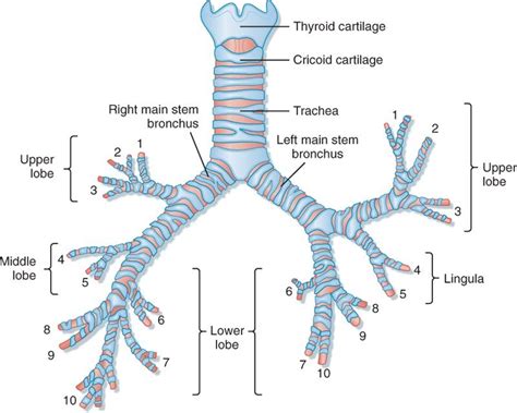 Respiratory System · Part One