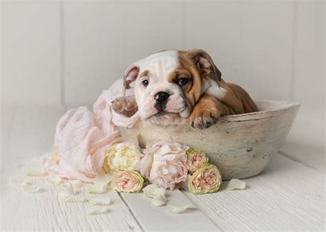 Afbeeldingsresultaat voor newborn puppy photoshoot | Puppy photos, Newborn puppies, Dog photoshoot