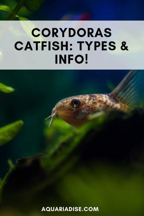 Keeping Cory Catfish | 5 Adorable Cory Species & Care Tips | Cory ...