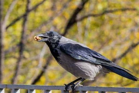 What Do Crows Eat? A Complete List Of A Crow's Diet - BirdsAcademy (2022)