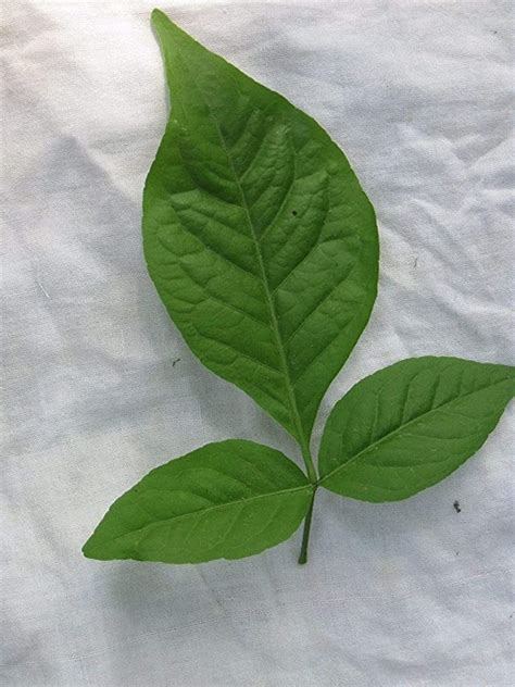 Bilwa Leaf 108 Pieces for Puja, Bel Pata, Bel Patra Leaf, Bilva Patra Plant Leaf, Fresh Triplet ...