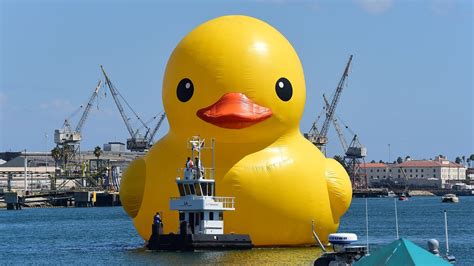 Ontario Giant Rubber Duck Is Counterfeit, Says Artist Who Created Other Giant Rubber Duck : The ...