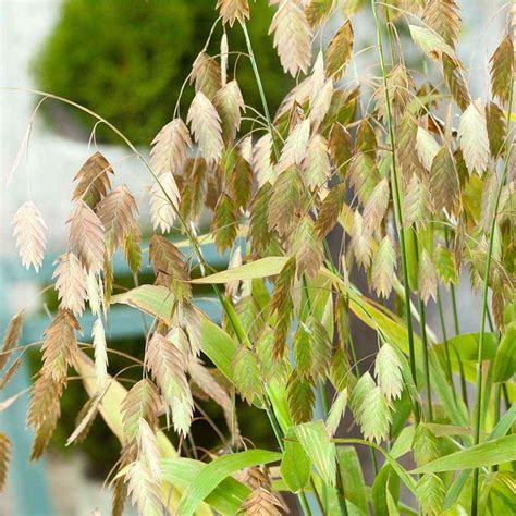 Northern See River Oats Ornamental Grass Plant Seeds