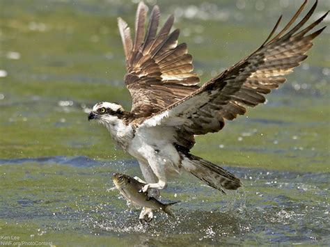 Is the Seahawk a Real Bird? - The National Wildlife Federation Blog